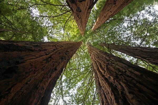 Arbres centenaires à l extérieur