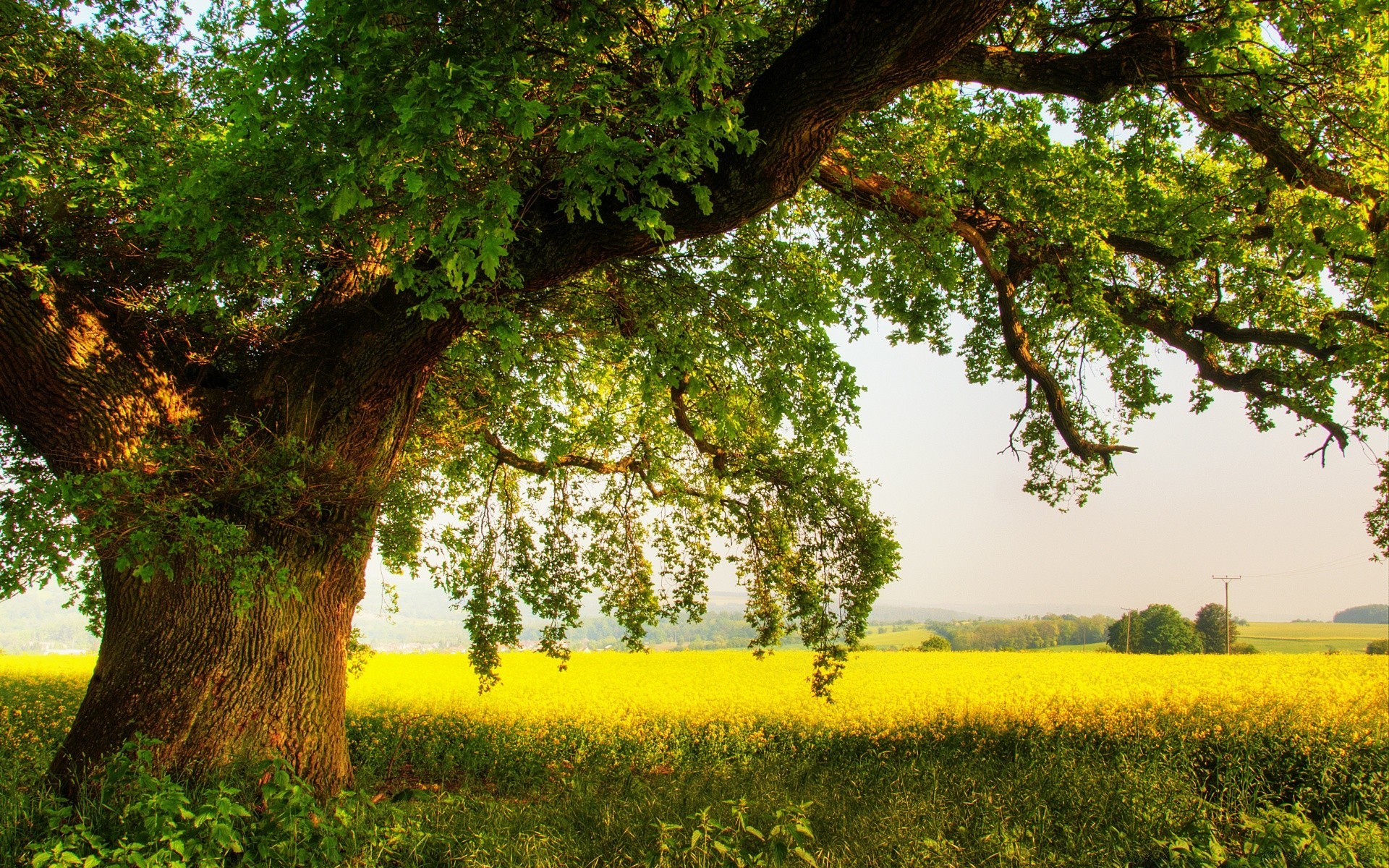 manzara ağaç manzara doğa ahşap kırsal kırsal açık havada yaprak tarım büyüme doğal ülke yaz flora sezon çevre çimen güzel hava alan