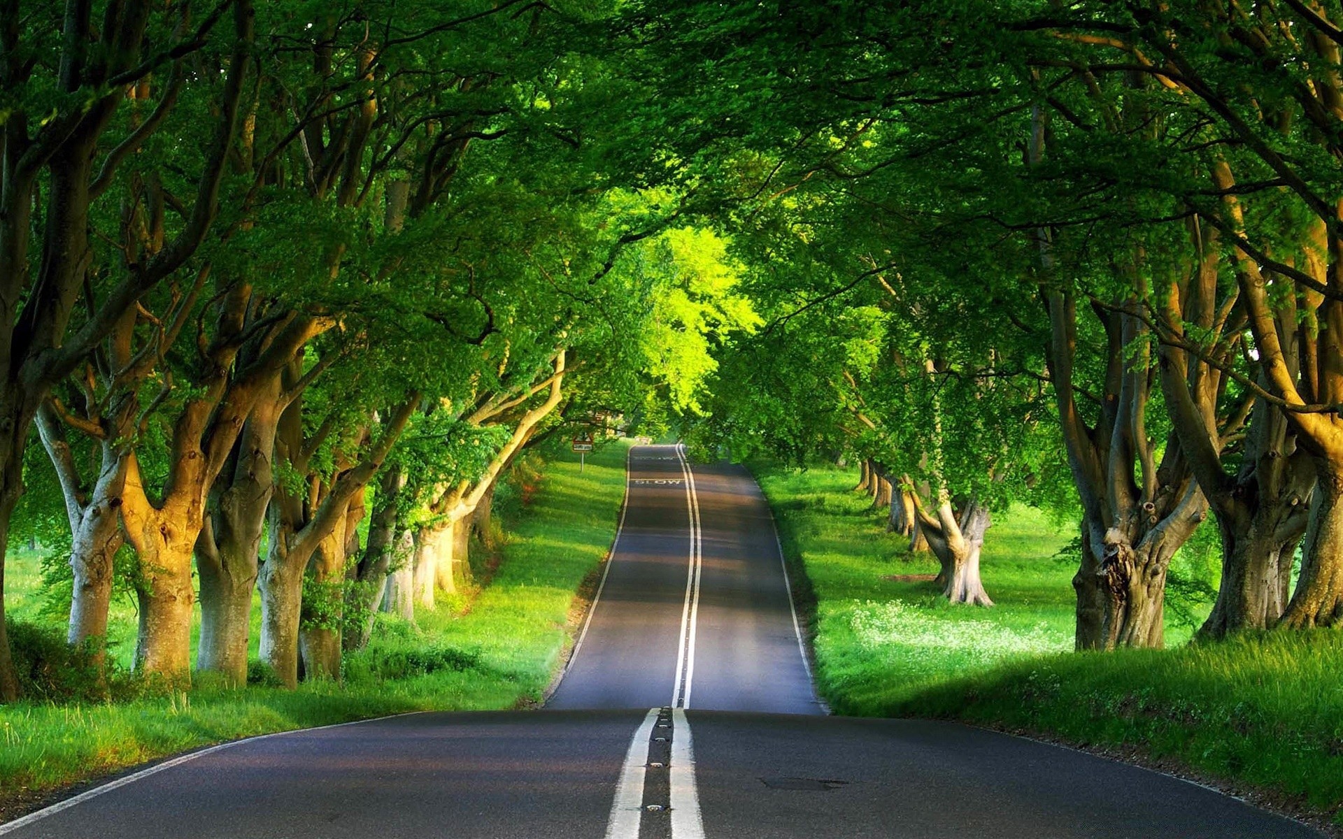 landscapes road tree guidance wood landscape nature leaf lane grass light park outdoors dawn travel