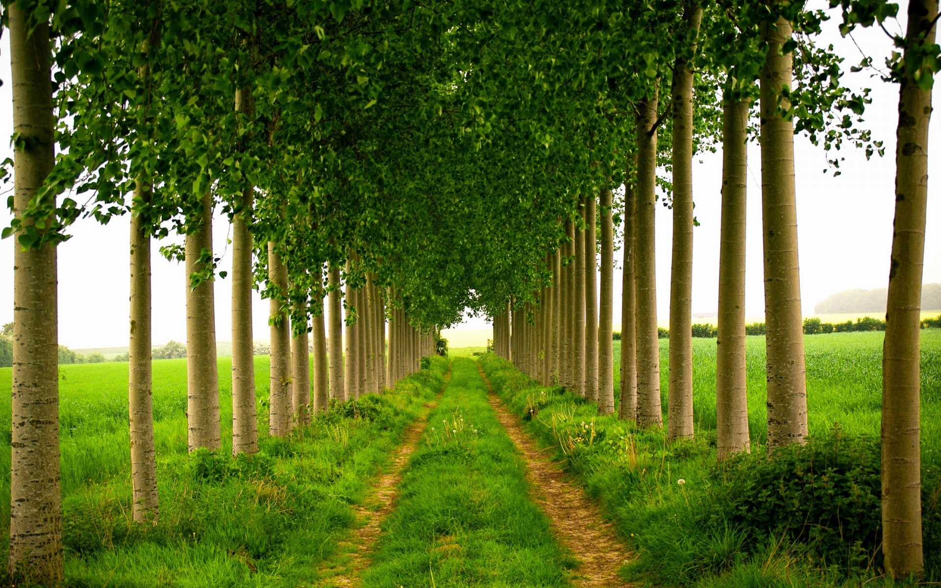 landschaft blatt im freien baum gras natur park landschaft gutes wetter