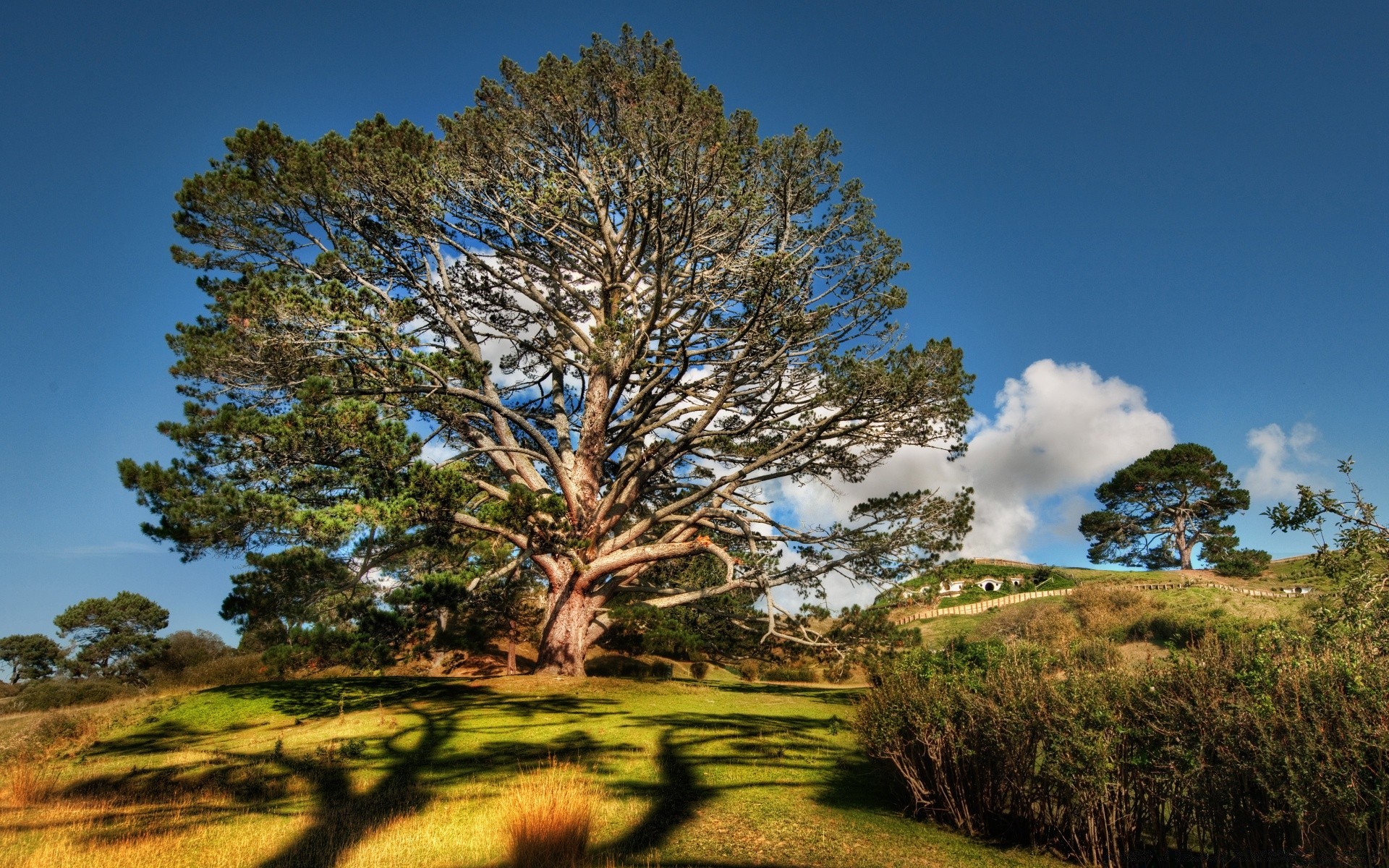 paisagens árvore paisagem natureza grama ao ar livre céu madeira campo viagens rural cênica feno amanhecer campo verão