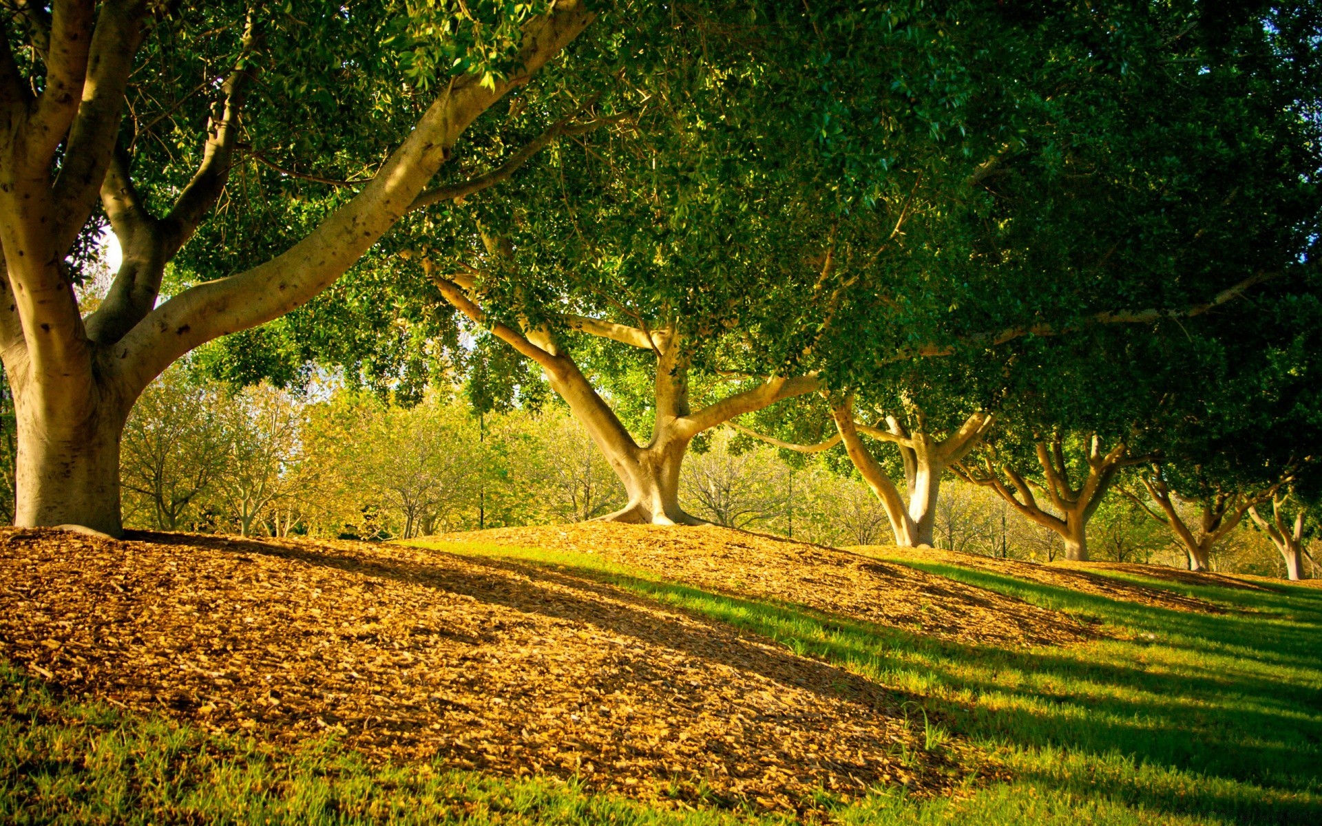 paisaje árbol madera naturaleza paisaje al aire libre hoja hierba medio ambiente campo flora verano rural parque temporada crecimiento