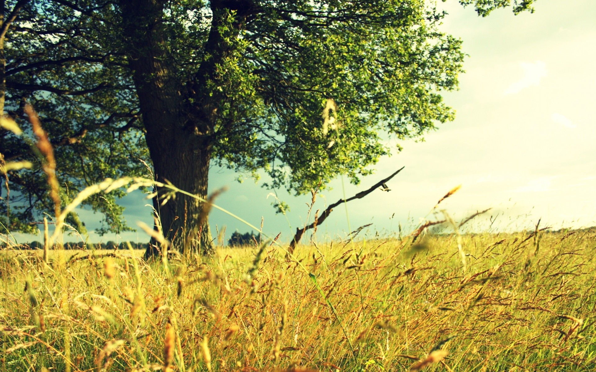 paisaje paisaje naturaleza hierba al aire libre medio ambiente árbol crecimiento verano madera buen tiempo campo amanecer temporada sol flora heno campo escena rural