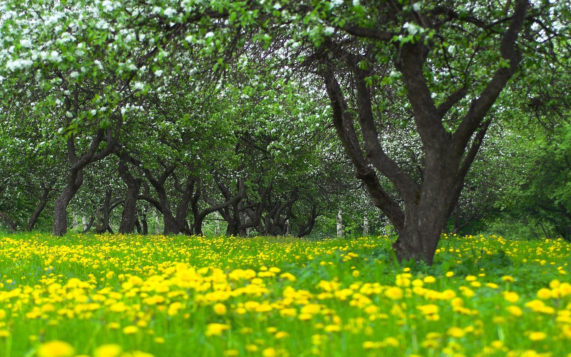 paesaggio paesaggio fiore natura erba fieno estate flora rurale campo ambiente stagione albero foglia paese crescita scena parco giardino bel tempo