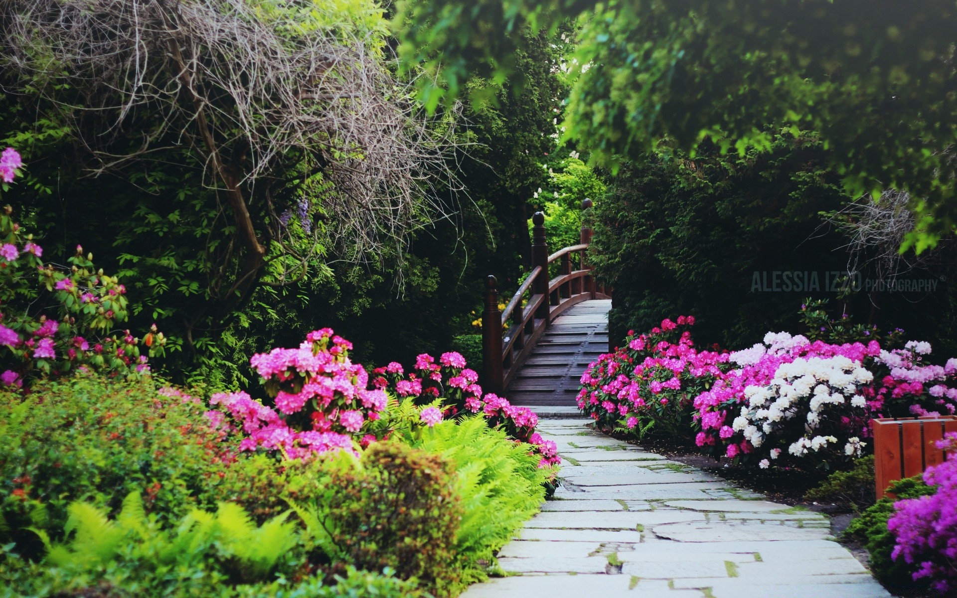 manzara çiçek bahçe doğa flora yaz ağaç açık havada manzara yaprak ormangülü park çalı çimen renk