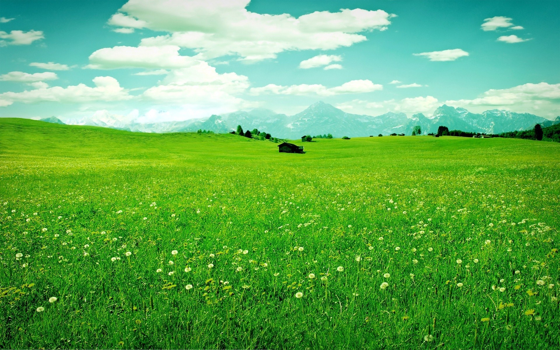 landscapes hayfield grass field rural lawn landscape grassland pasture farm nature summer flora countryside agriculture country scene horizon soil season