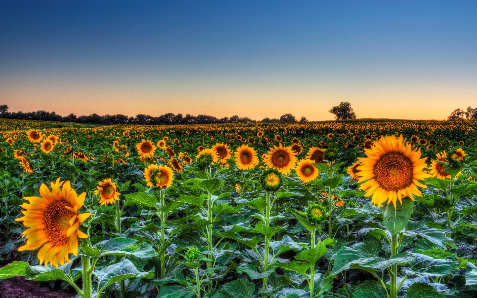 paysage tournesol champ agriculture rural été flore nature ferme fleur soleil lumineux lumineux croissance plantation graines pays foin ensoleillé beau temps couleur