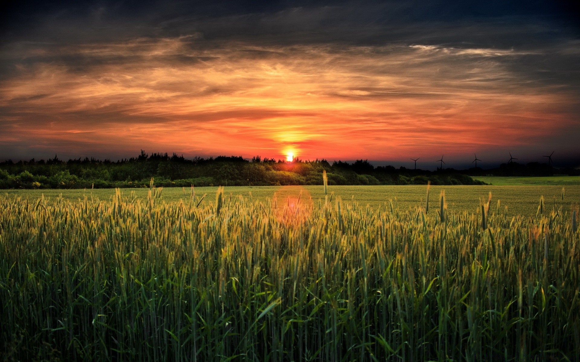 paysage céréales rural champ blé maïs pâturage campagne nature paysage soleil agriculture aube à l extérieur ciel récolte été herbe ferme coucher de soleil