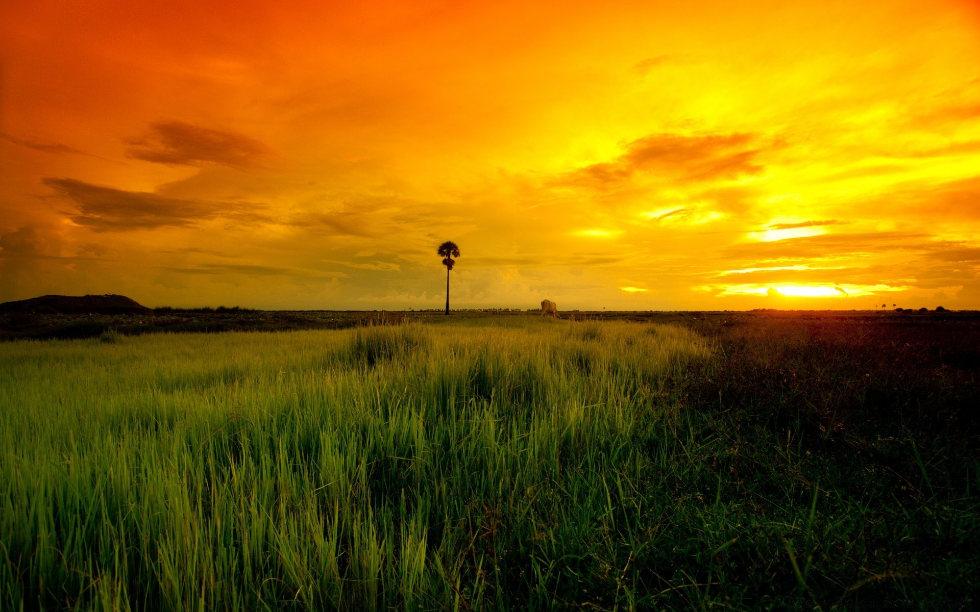 landscapes sunset landscape field dawn sun nature wheat agriculture farm sky rural cereal countryside grass outdoors dusk evening cropland fair weather