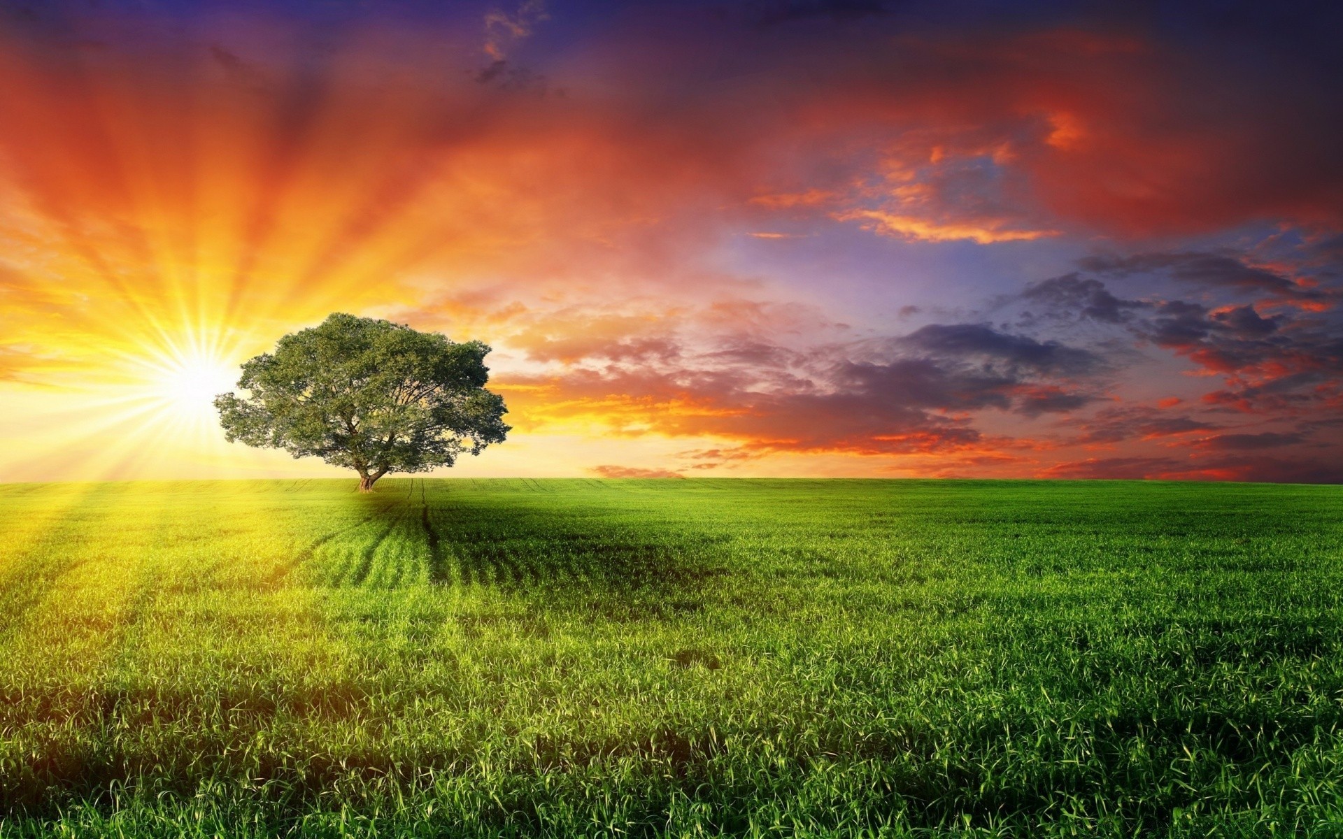 landscapes field sun rural grass hayfield nature landscape countryside fair weather dawn farm sunset pasture sky soil summer country horizon farmland bright