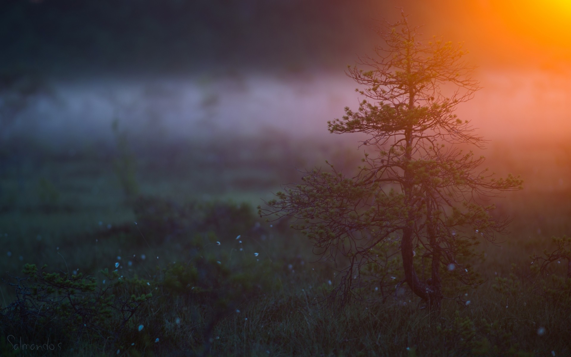 paysage paysage brouillard la nature à l extérieur lumière brouillard aube arbre soleil automne environnement couleur coucher de soleil bureau météo beau temps ciel