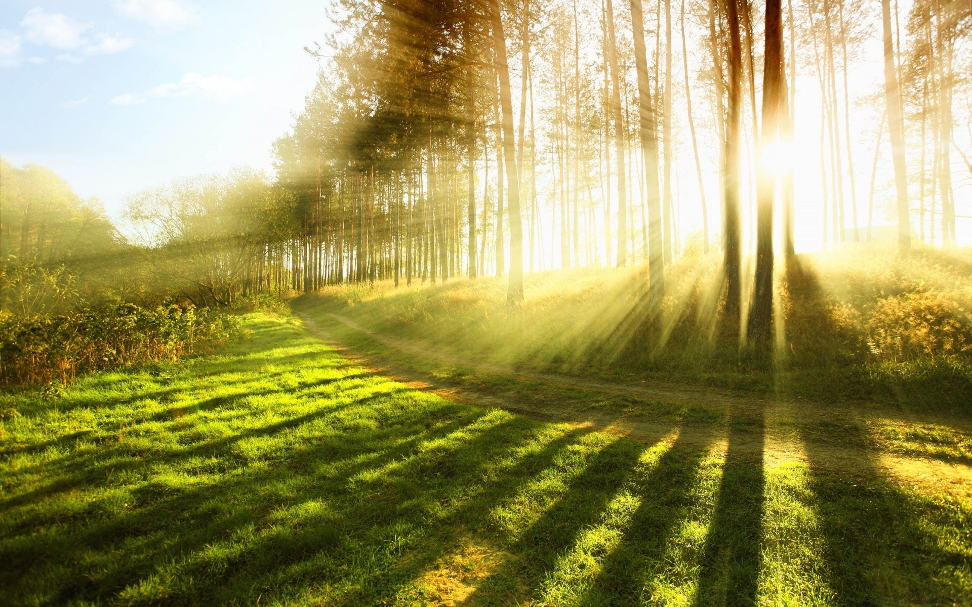 paesaggio paesaggio natura legno alba strada sole albero rurale erba bel tempo campagna stagione luce guida foglia parco paese autunno all aperto nebbia