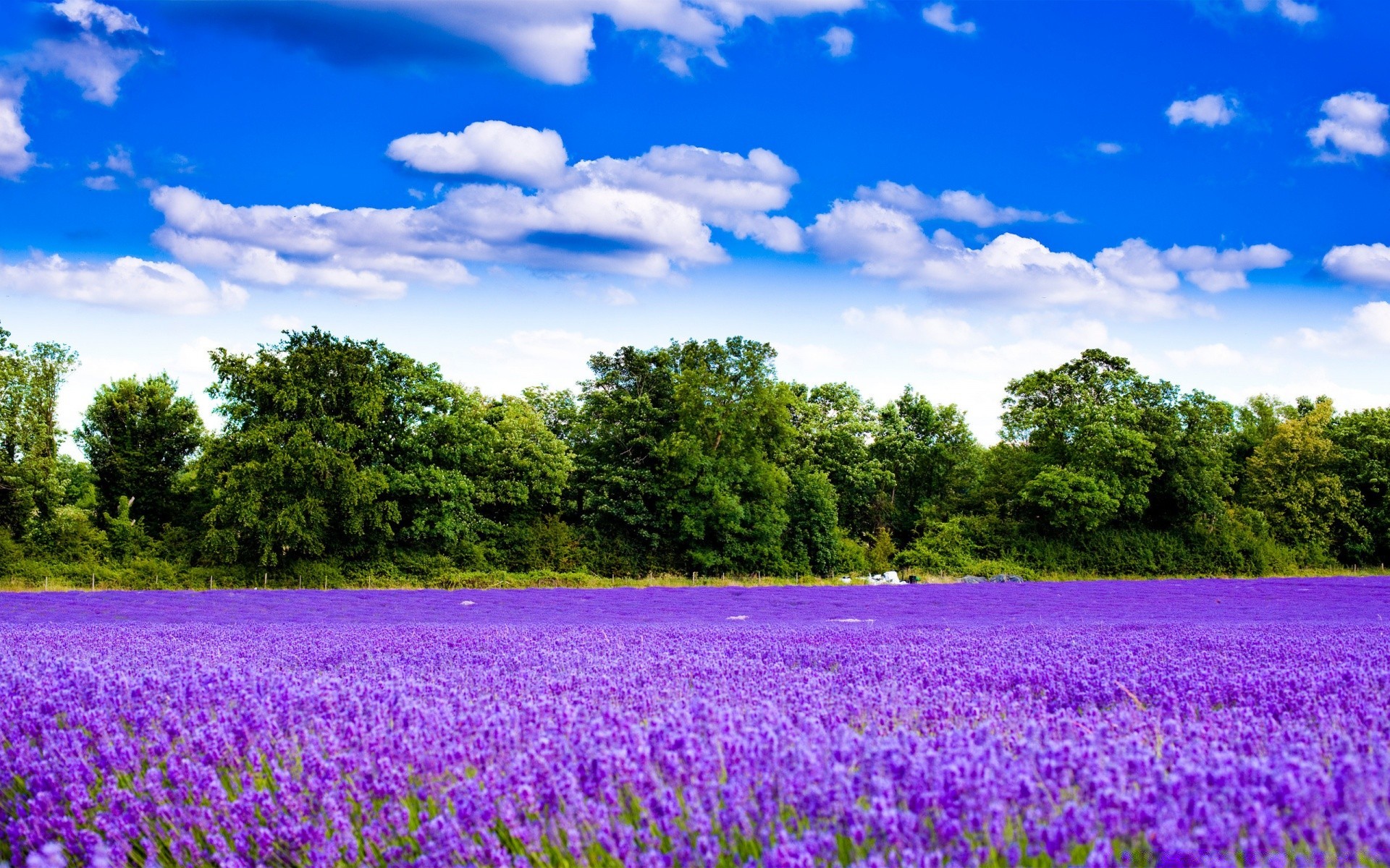 landscapes nature flower summer rural field flora hayfield landscape outdoors countryside agriculture idyllic farm tree grass fair weather scenic garden color