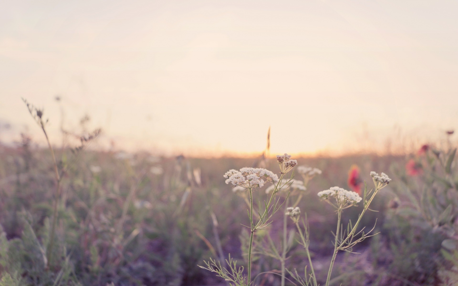 paisagens flor campo paisagem natureza amanhecer grama flora sol pastagens pôr do sol céu ao ar livre feno névoa verão selvagem bom tempo cor ambientes