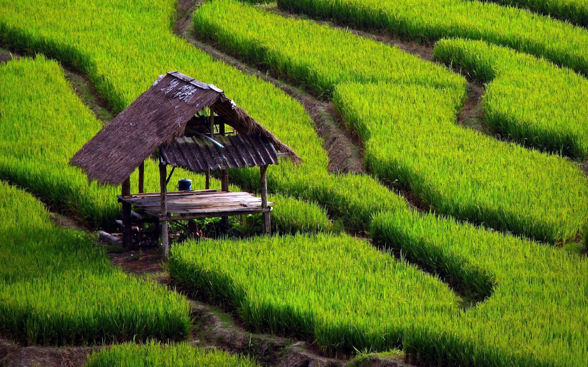 landscapes agriculture field grass nature farm garden flora landscape growth cropland rice rural outdoors countryside summer patio hayfield leaf lawn