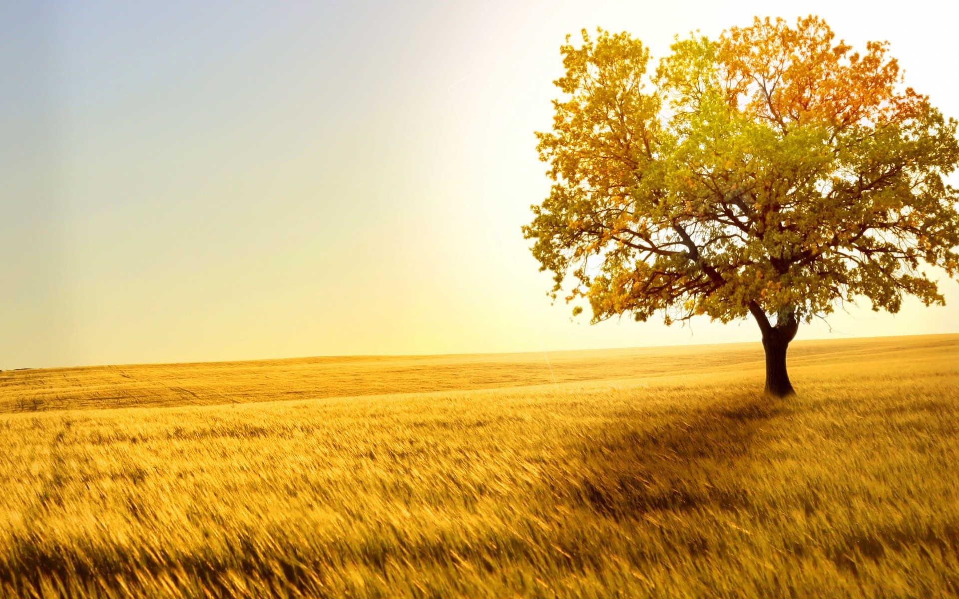 paisaje paisaje naturaleza árbol sol campo oro rural otoño campo puesta de sol país amanecer temporada buen tiempo cielo