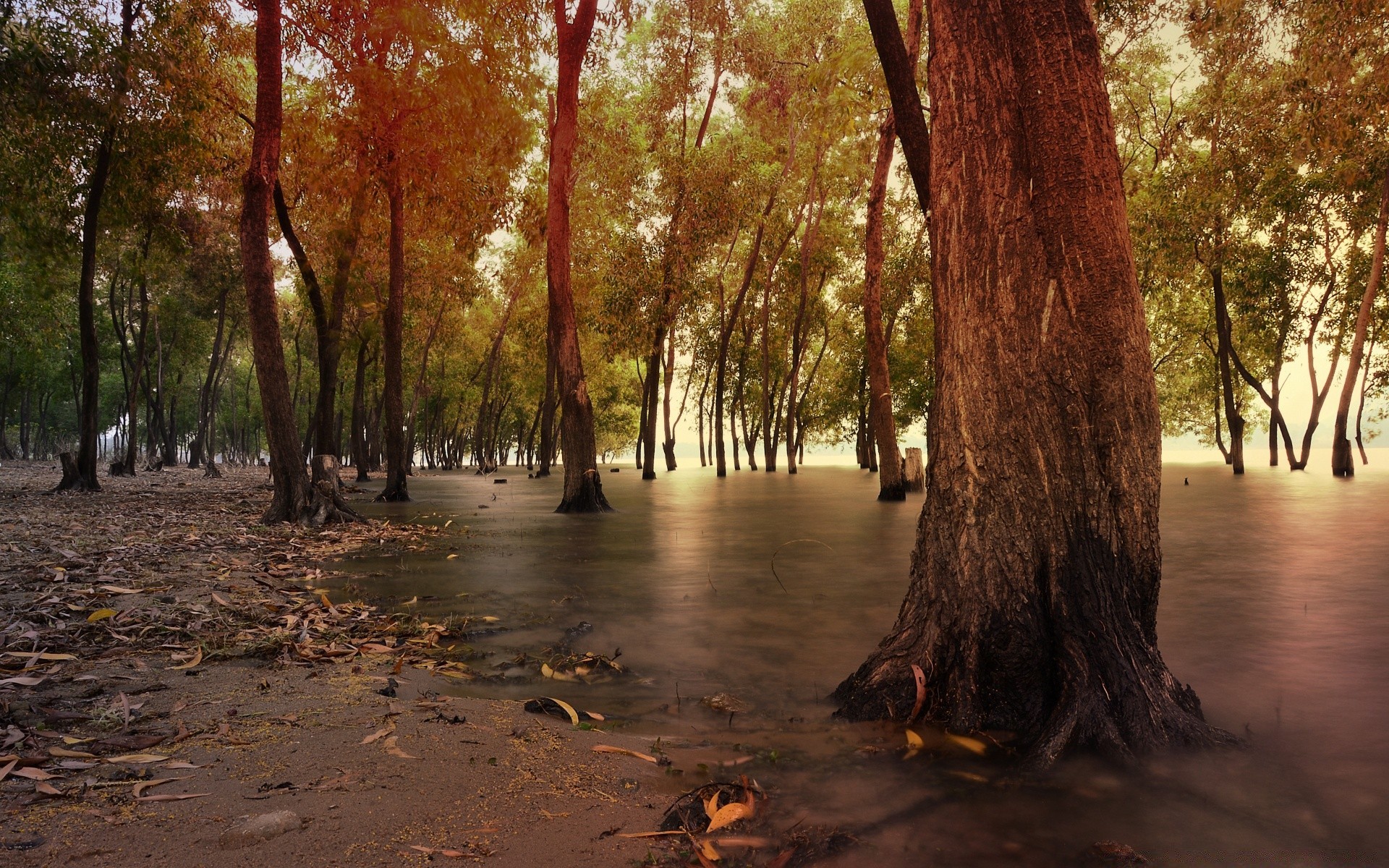 paesaggio legno legno natura alba paesaggio foglia all aperto autunno bel tempo acqua ambiente sole parco