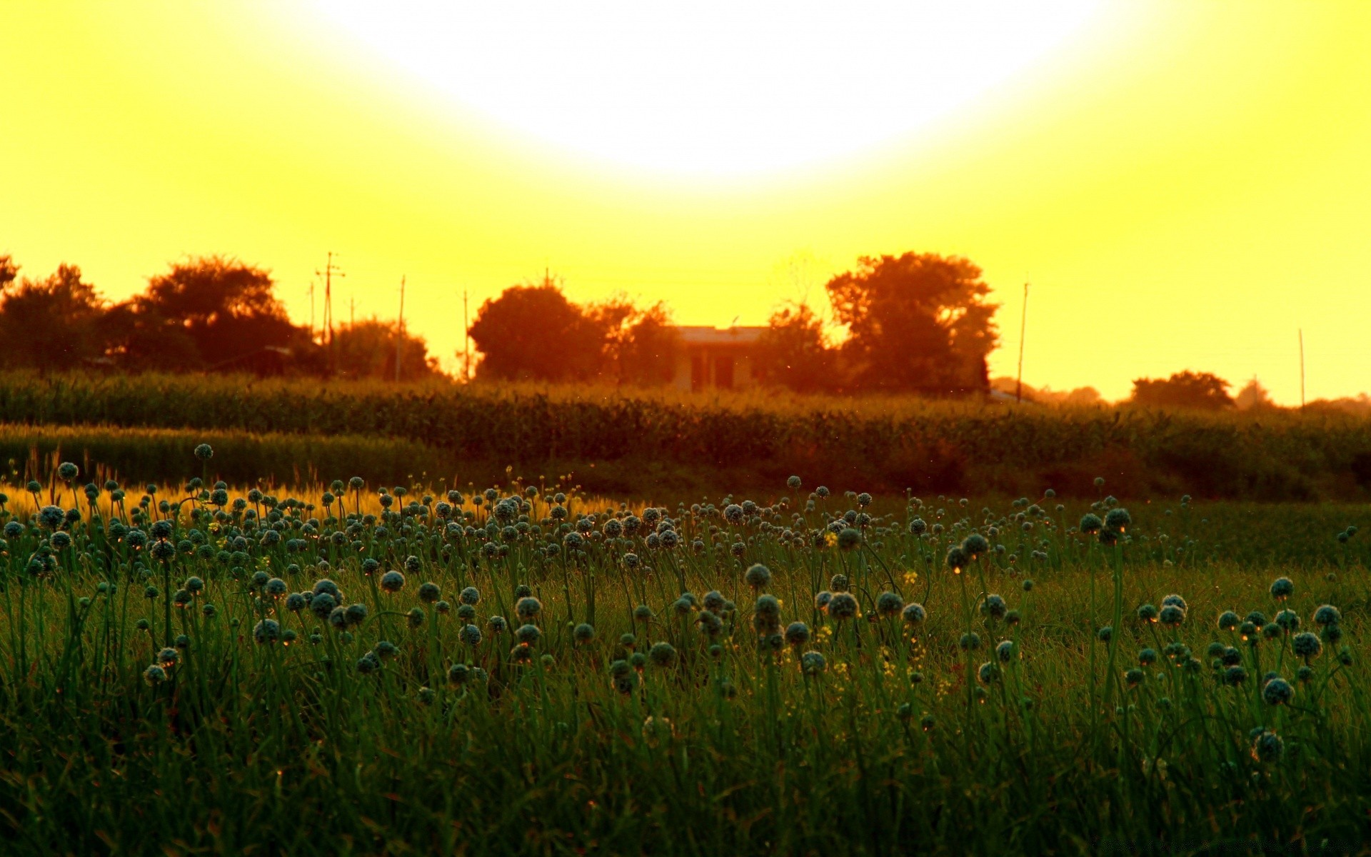 paysage paysage champ nature aube coucher de soleil agriculture rural ferme soleil campagne herbe à l extérieur automne arbre foin ciel soir