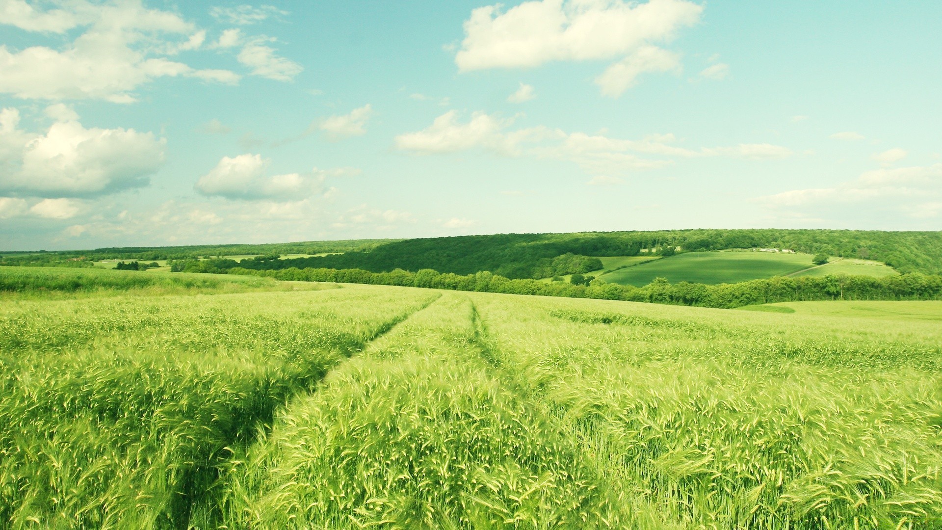 paesaggio rurale campo agricoltura pascolo estate campagna fattoria crescita natura paesaggio erba terreno fiocchi paese terreno agricolo flora all aperto raccolto grano