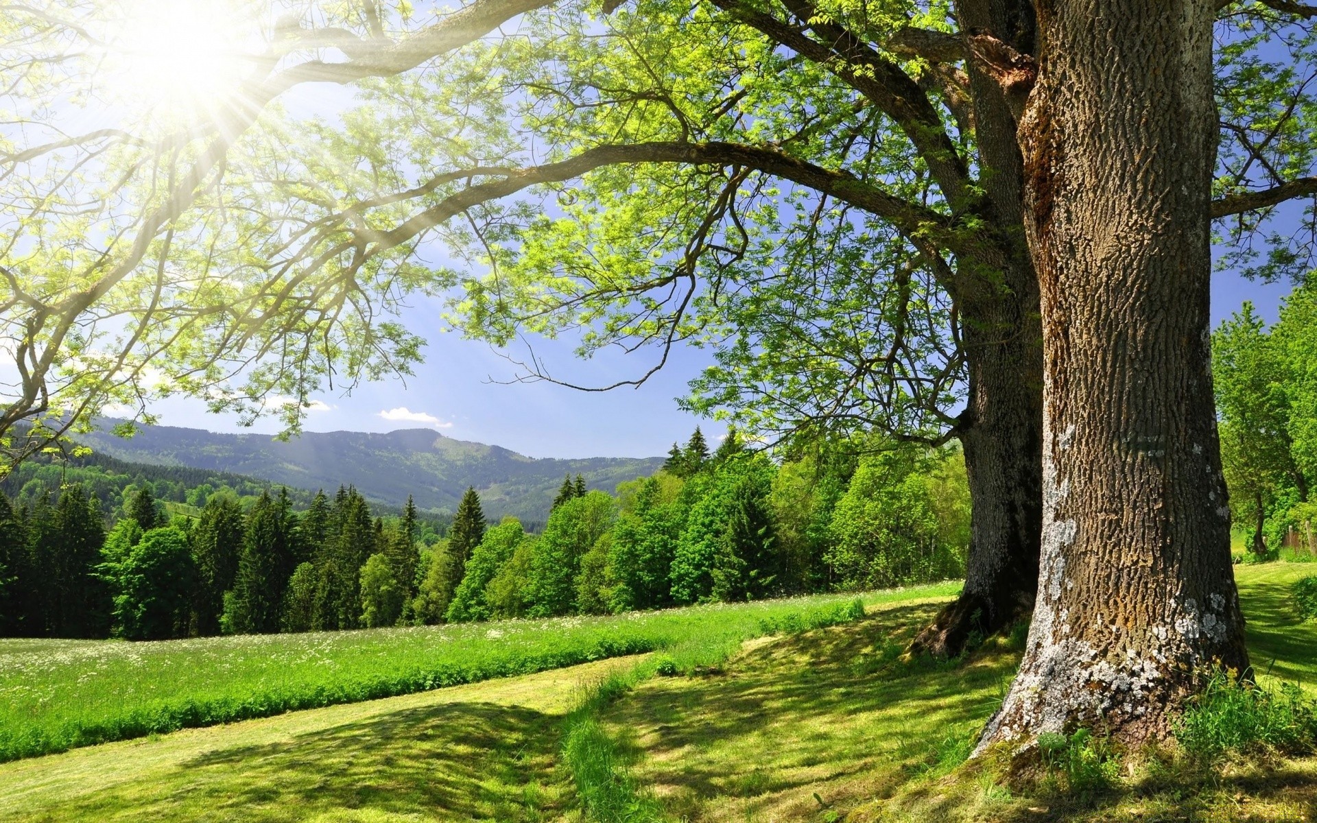 paisaje árbol paisaje naturaleza madera escénico temporada hoja hierba al aire libre parque buen tiempo rural verano medio ambiente otoño paisaje campo luz del día escena