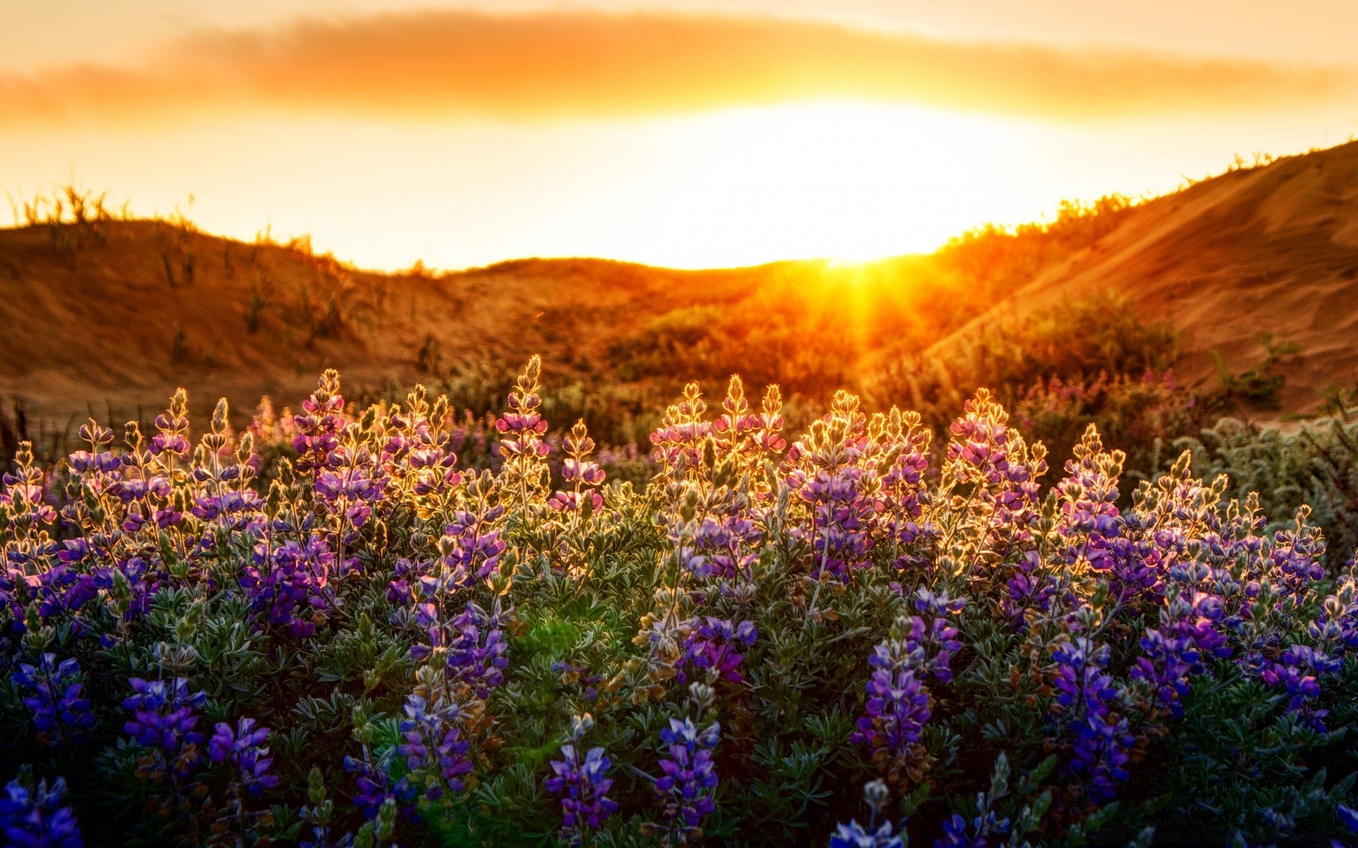 paisaje naturaleza paisaje flor amanecer atardecer al aire libre heno noche pastizales montañas rural campo hierba crepúsculo altramuces sol flora cielo