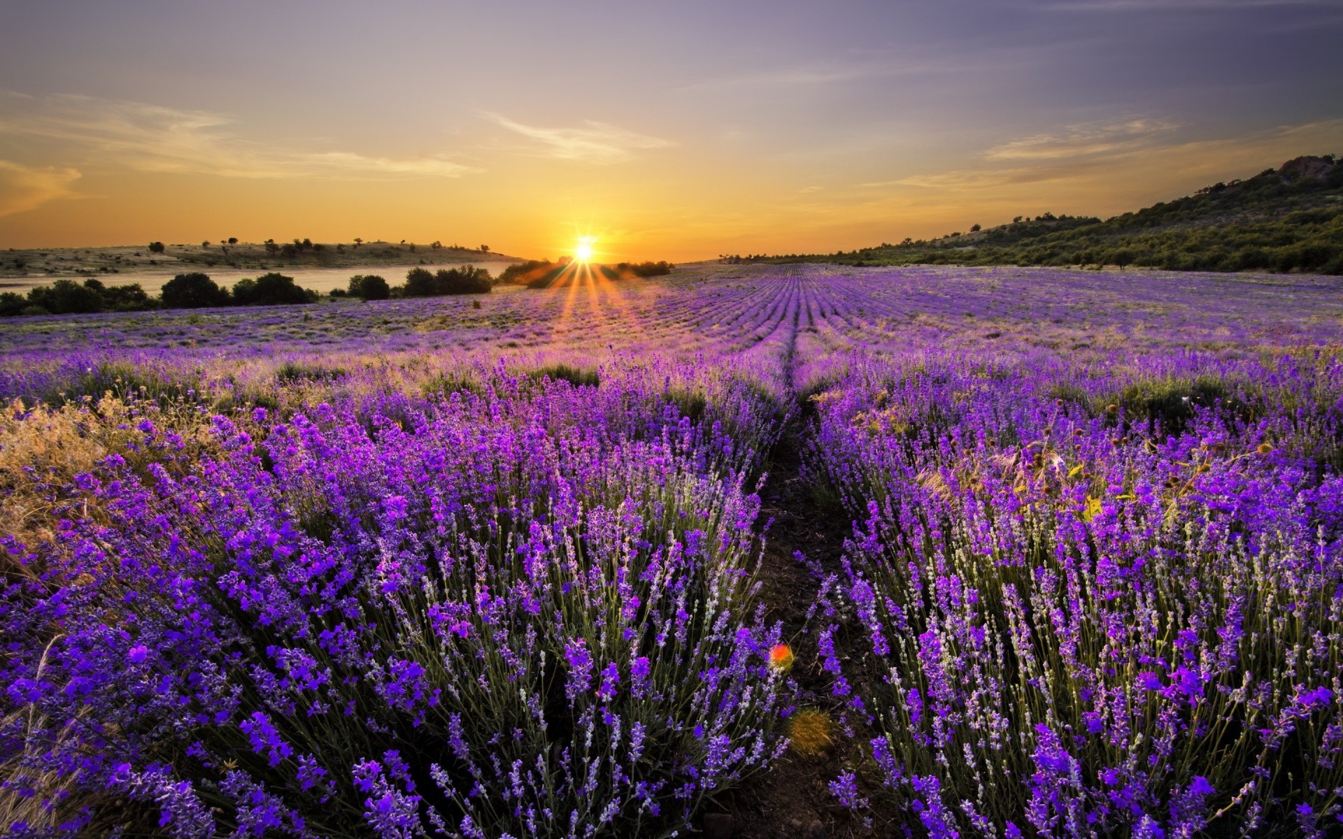 landscapes flower nature field landscape lavender outdoors countryside flora summer rural hayfield