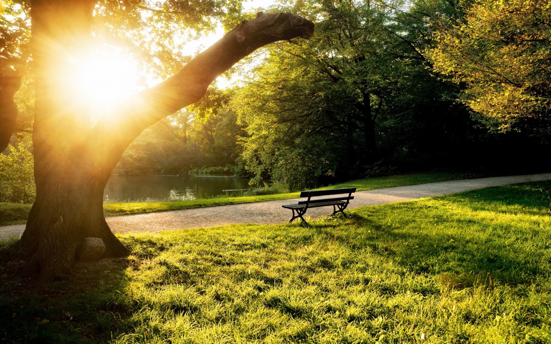 landscapes nature landscape outdoors tree grass park sun fair weather leaf dawn wood fall summer countryside road rural