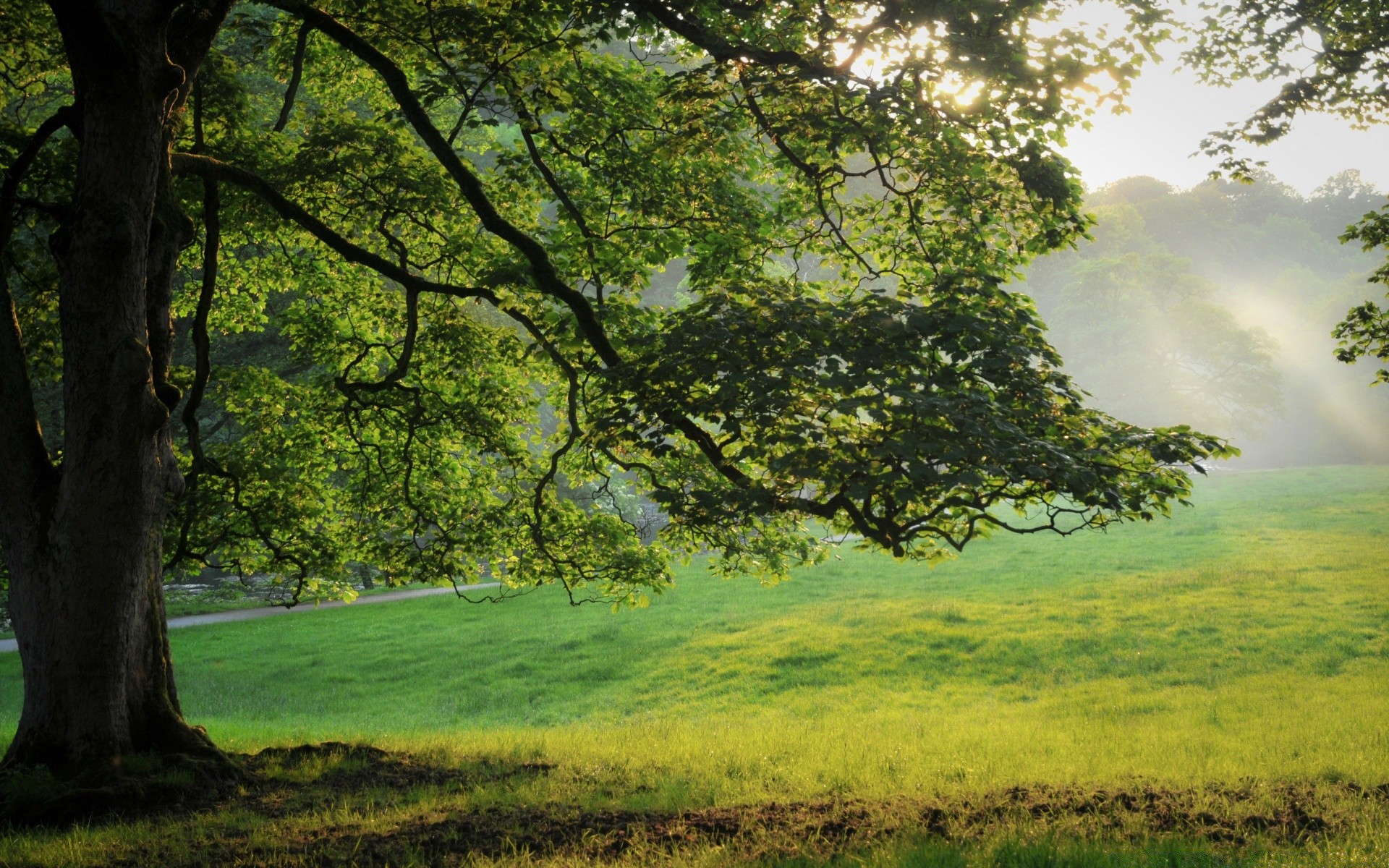 landscapes landscape tree wood nature scenic grass dawn environment fair weather leaf outdoors scenery park lush sun season countryside hayfield summer