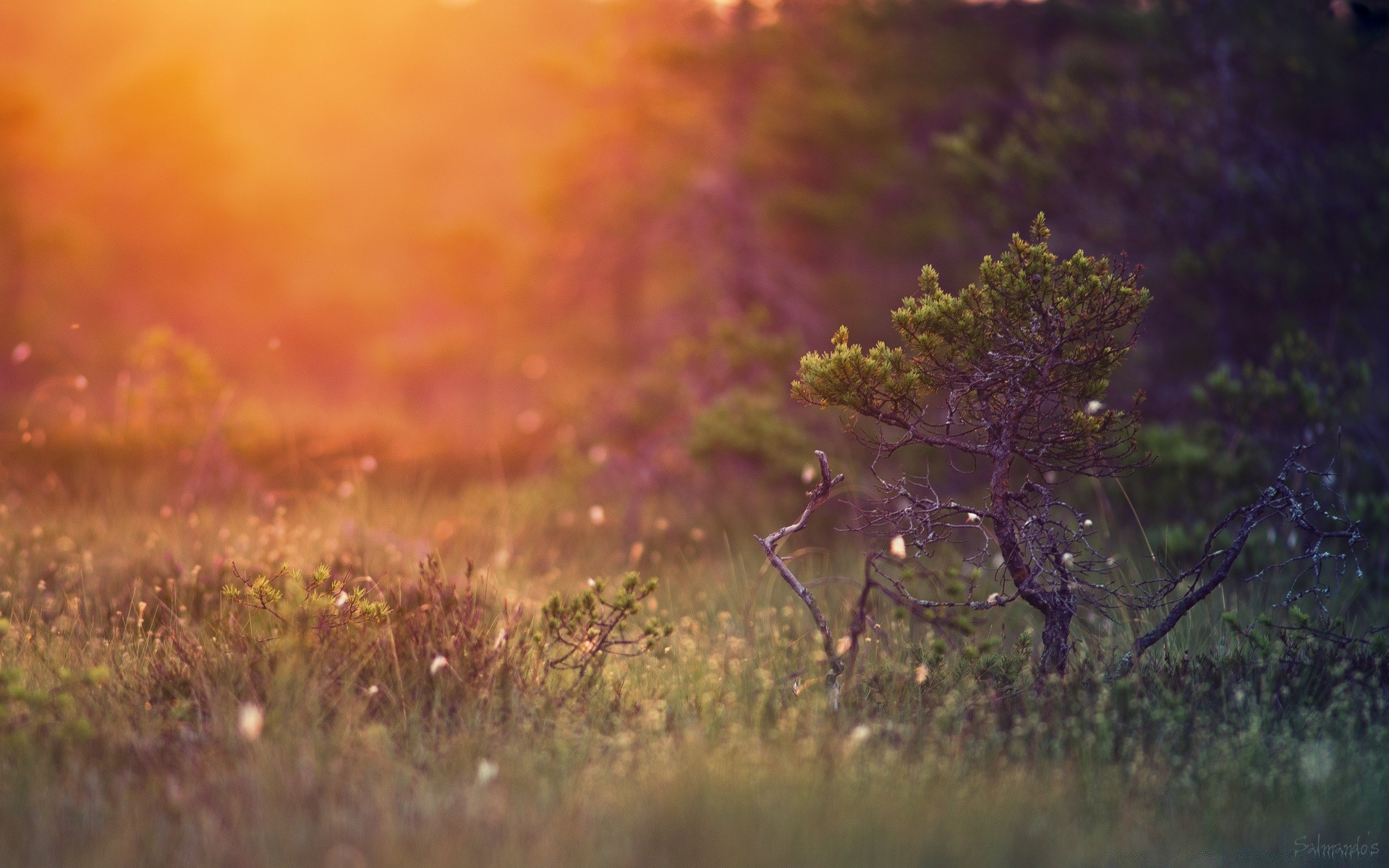 krajobrazy natura kwiat krajobraz kolor na zewnątrz drzewo jesień trawa drewno flora pulpit światło świt piękne rozmycie park sezon pole ogród