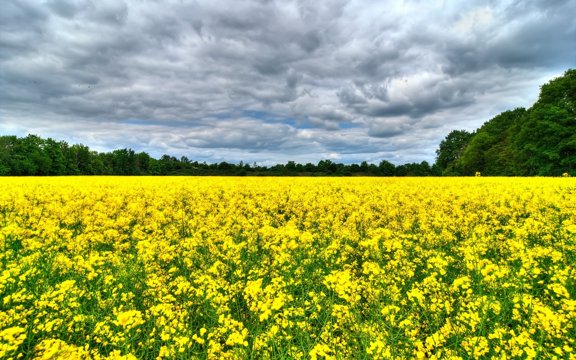 paysage agriculture champ récolte ferme rural paysage nature fleur flore campagne foin été à l extérieur huile environnement sol oléagineux croissance pâturage