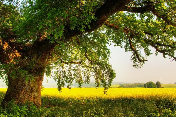 Bel arbre parmi un champ de tournesols