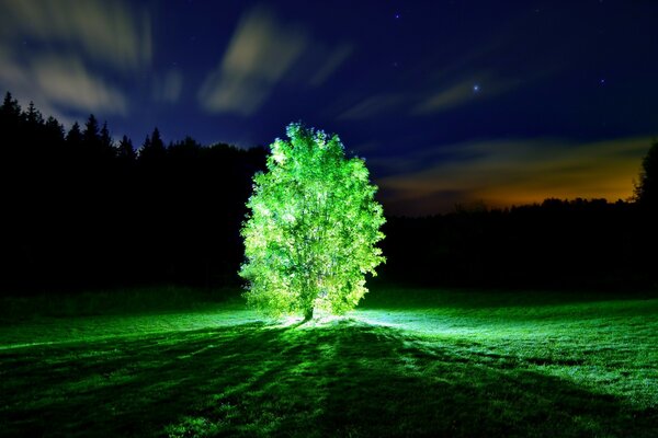 Glowing green tree in the field