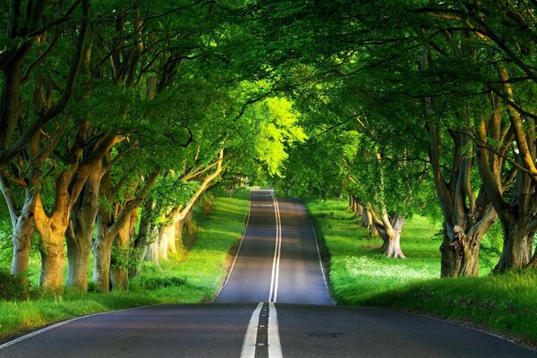 Bella strada che va nella foresta