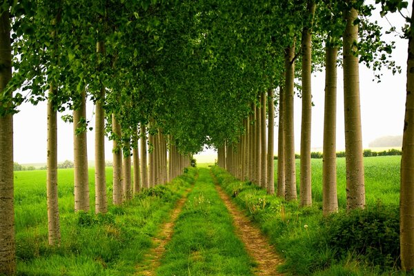 Camino verde entre los árboles