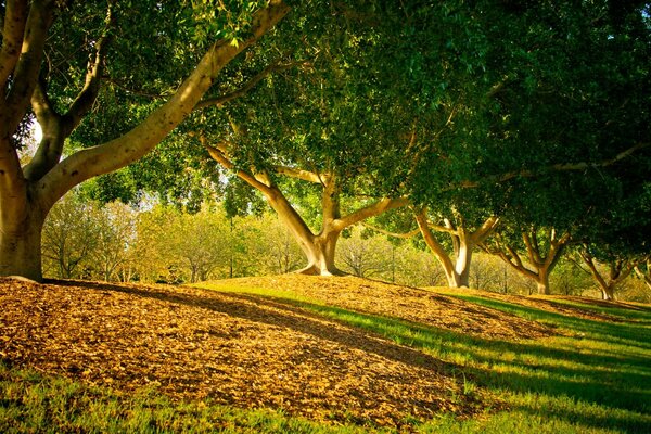 Soleil sur l allée du parc