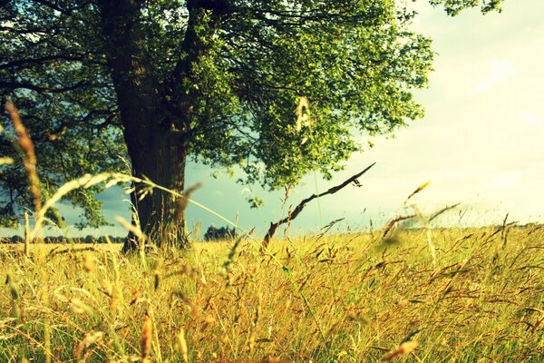 Landschaft. Baum im Freien. Gras