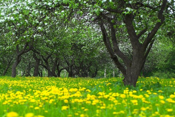 Yellow dandelions and tender green grass