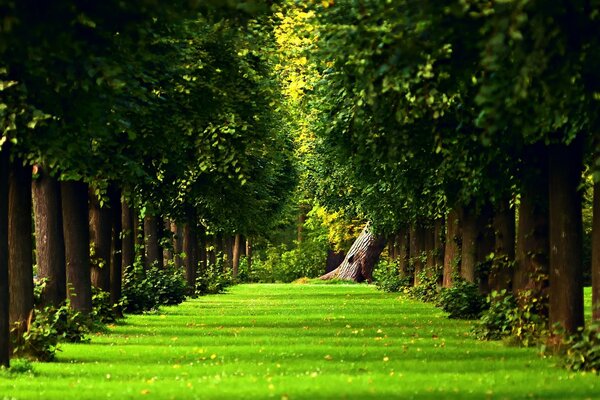 Erba verde nel Parco Sul Vicolo