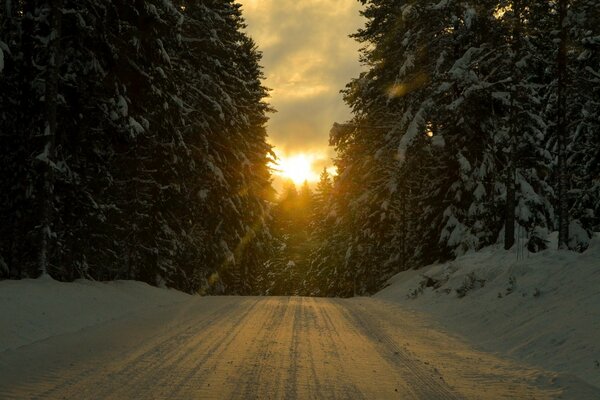 Camino de invierno en el bosque cubierto de nieve