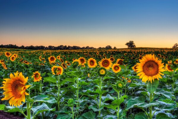 Das grenzenlose Feld der goldenen Sonnenblumen