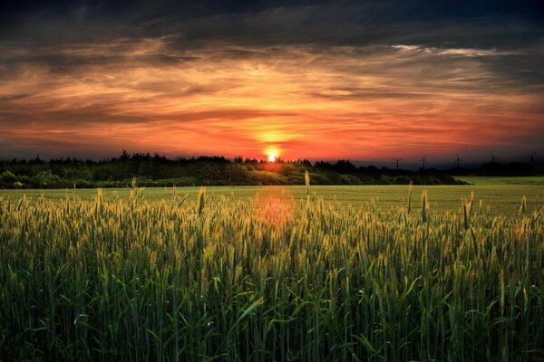Теплый закат на полях с пшеницей