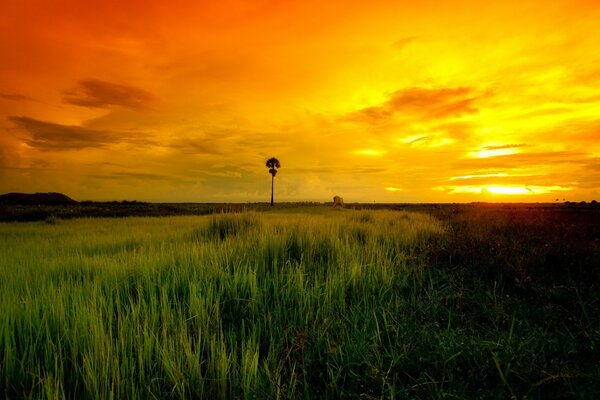 Paisaje. Hierba larga. Amanecer en el campo