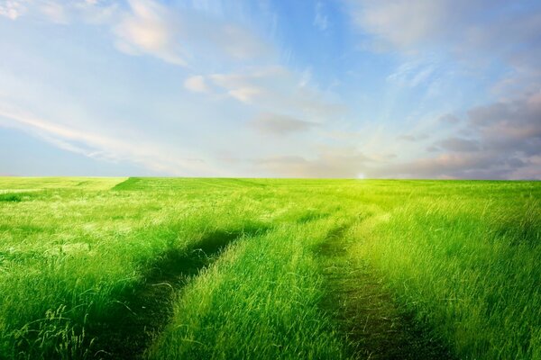 Beautiful landscape. Light green grass. Clear sky