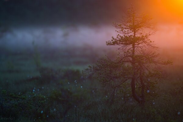 Albero solitario in piedi nella nebbia