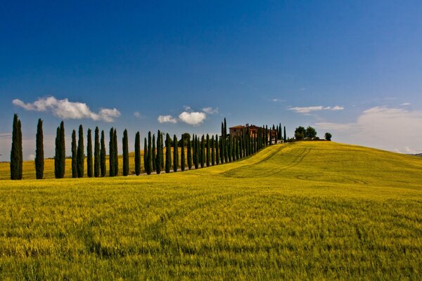 Paisaje de campo segado y arbolado