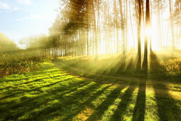 Raggi di sole attraverso gli alberi