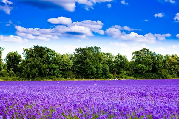 Un million de fleurs violettes sauvages