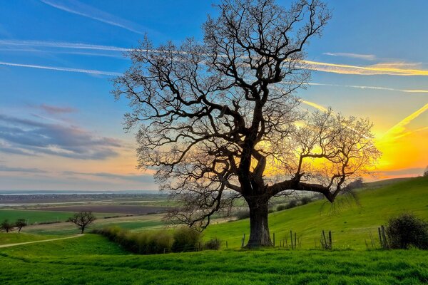 Silueta de un árbol en el fondo de una puesta de sol