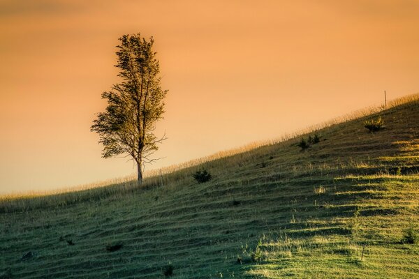 Paesaggio. Tramonto nella natura. Albero