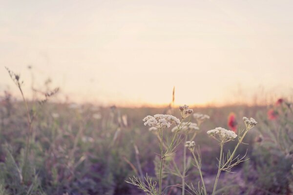 Verschiedene Wildblumen im Morgengrauen